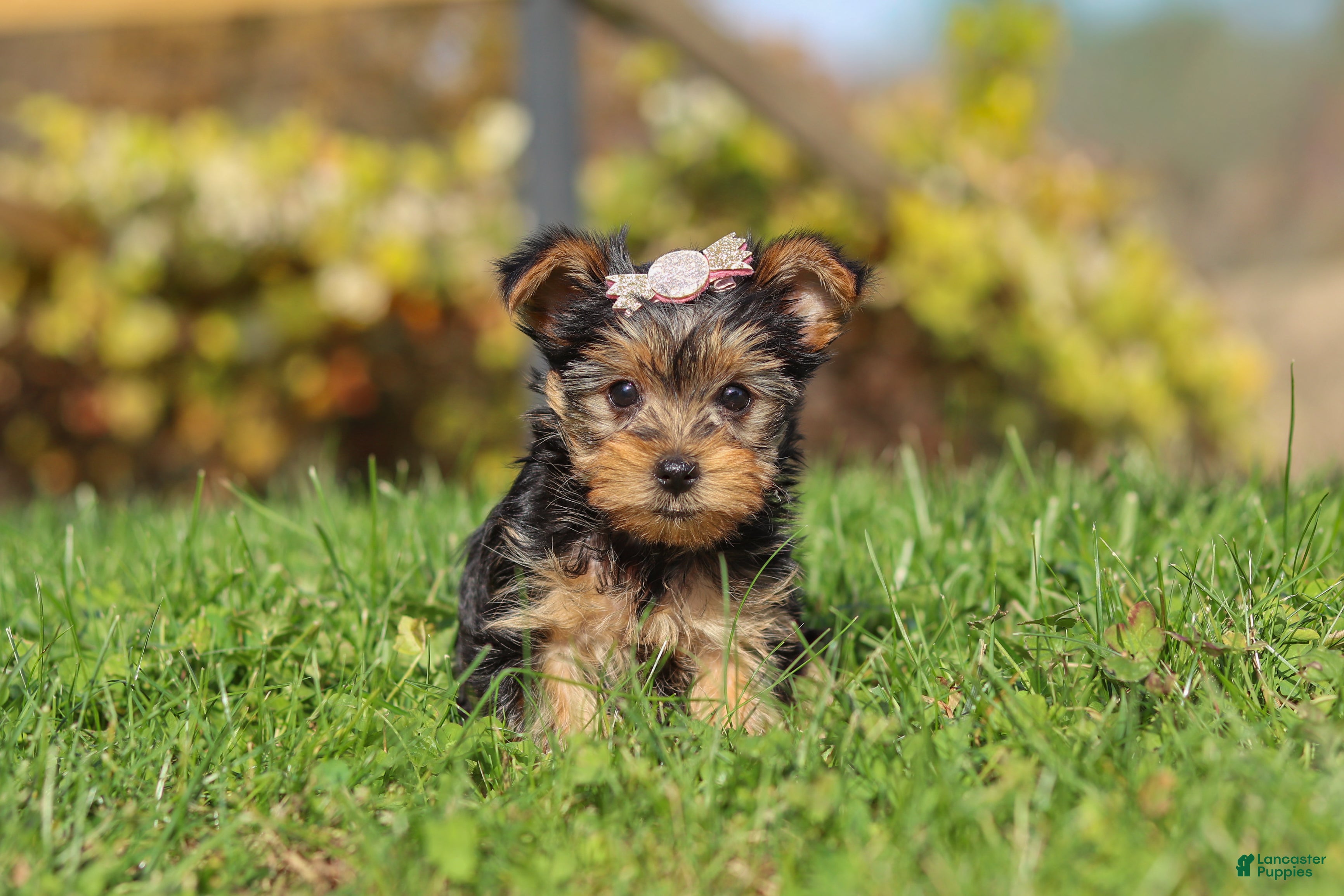 Yorkshire Terrier dogs for sale: Darcy - Ad 2
