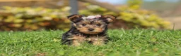 Yorkshire Terrier dogs for sale: Darcy - Ad 1