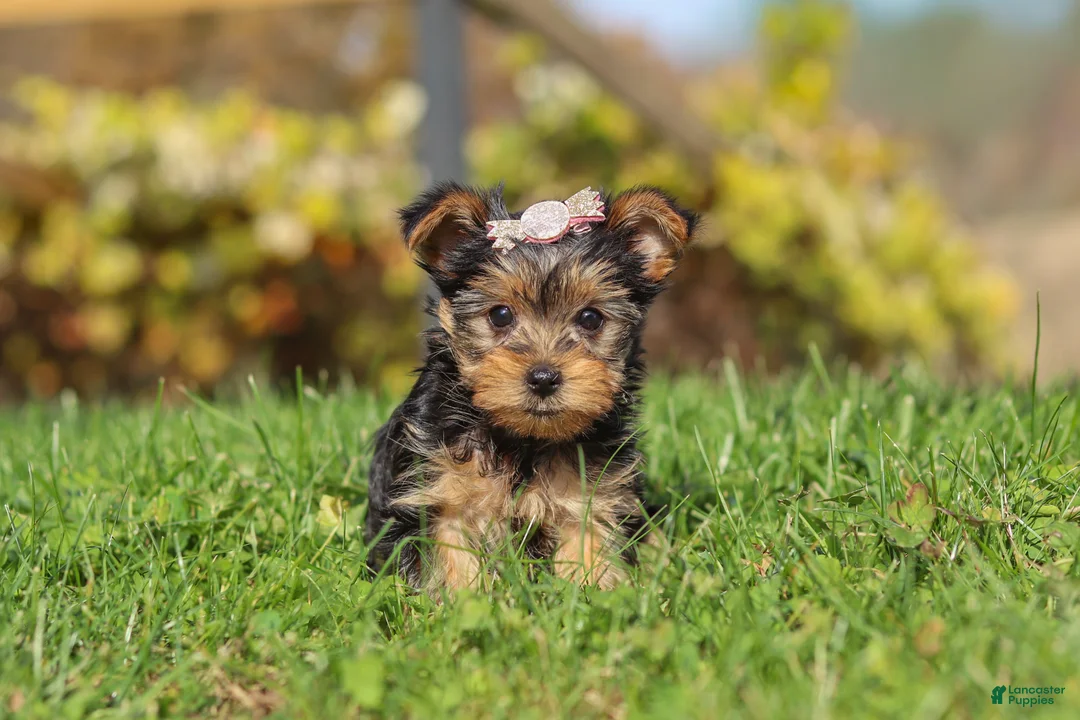 Yorkshire Terrier dogs for sale: Darcy - Ad 1