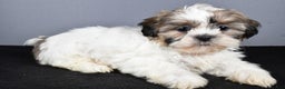 Shih Tzu dogs for sale: Lilly - Ad 3