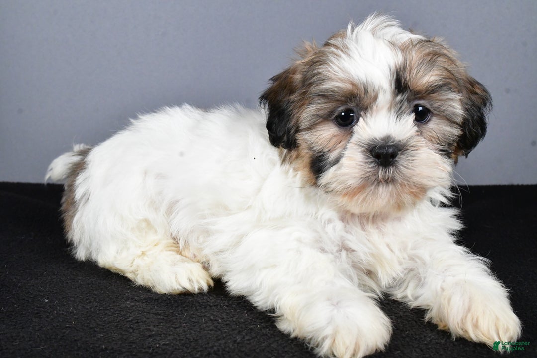 Shih Tzu dogs for sale: Lilly - Ad 3