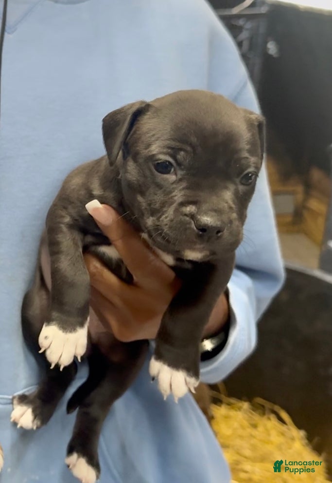 American Bully dogs American Bully Puppy 2 - Ad 35