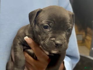 American Bully dogs American Bully Puppy 2 - Ad 32
