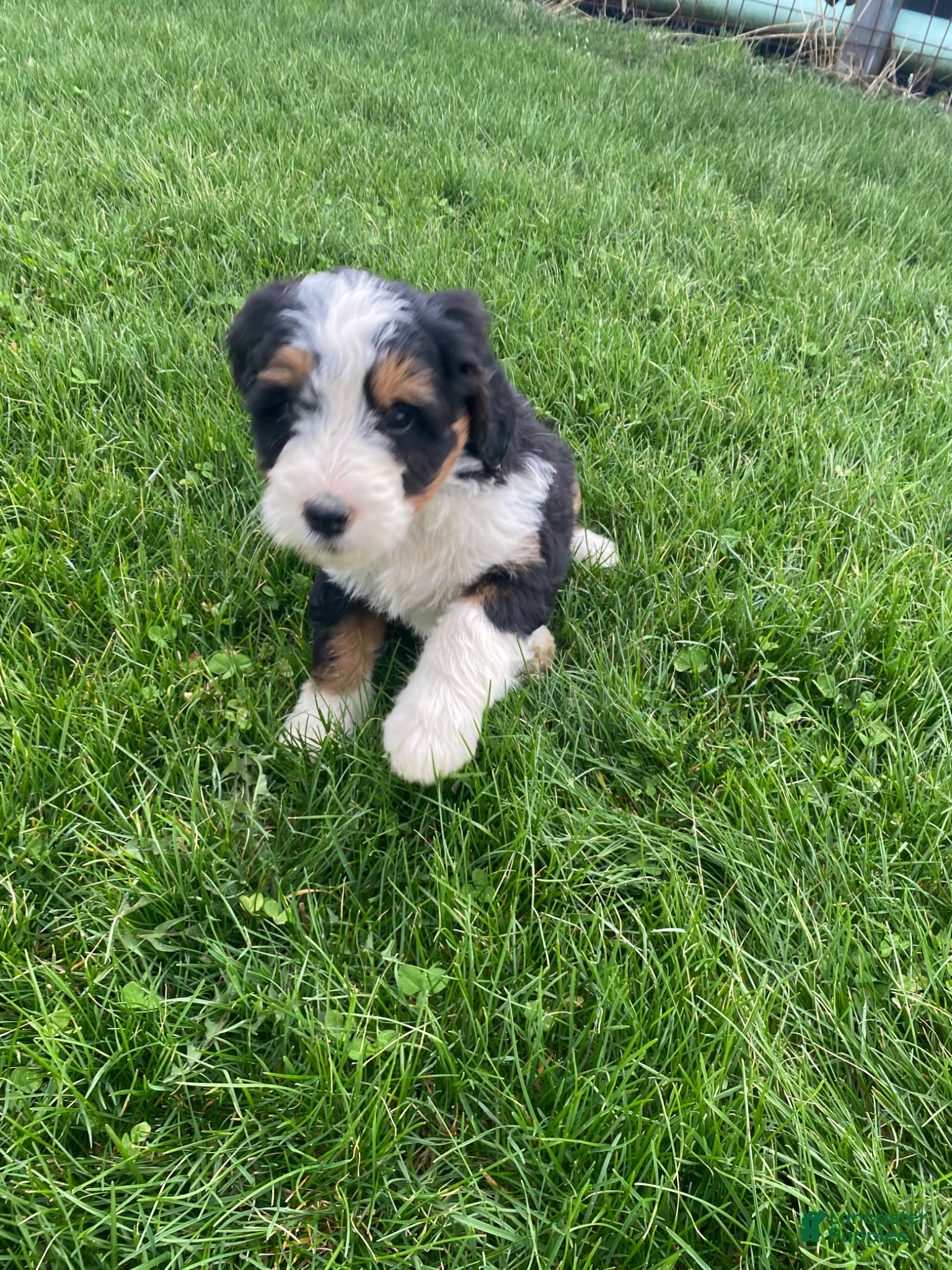Mini Bernedoodle dogs Pepsi - Ad 2