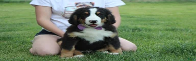 Brutus 