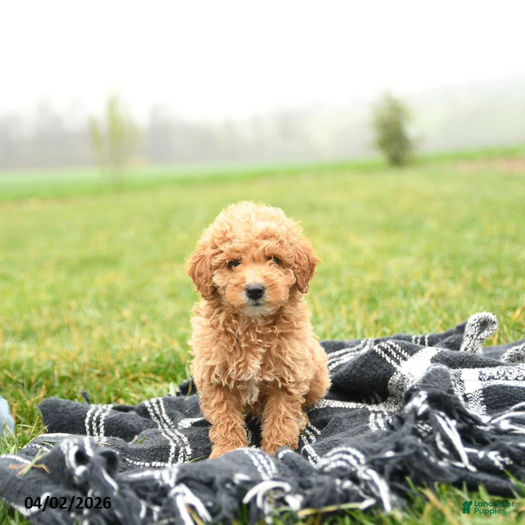 Mini Goldendoodle dogs for sale: Taters - Ad 1
