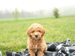 Mini Goldendoodle dogs for sale: Taters - Ad 4