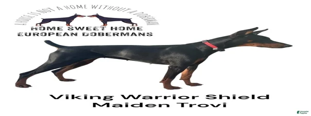 Viking warrior shield maiden Trovi