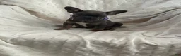 French Bulldog dogs for sale: French Bulldog Puppy 7 - Ad 6