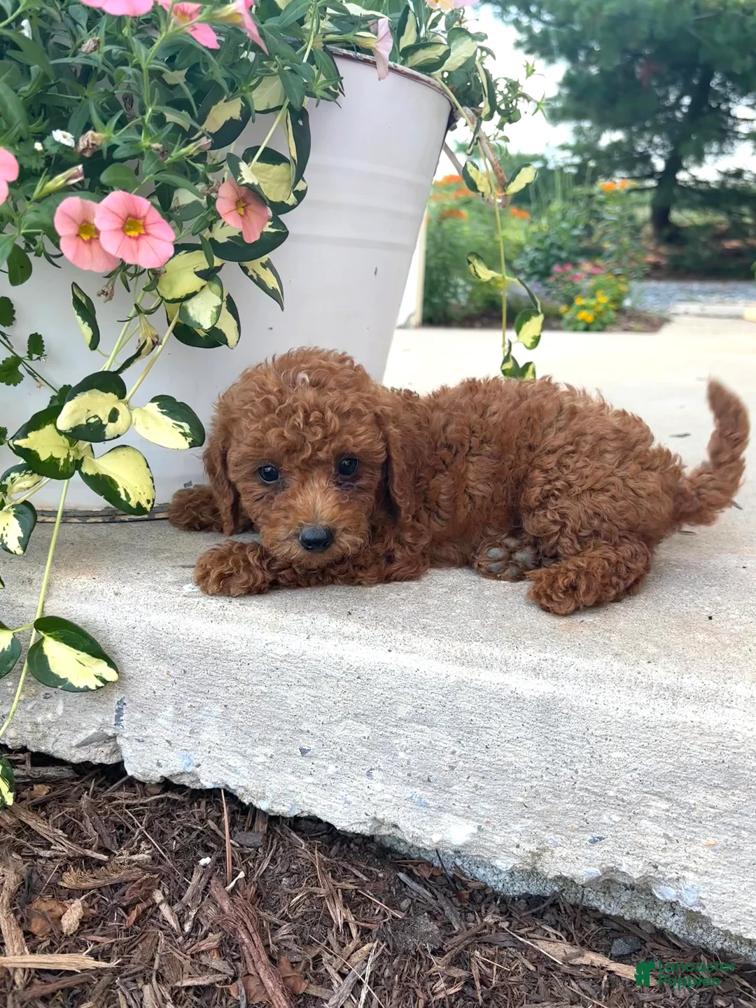 Bichpoo dogs for sale: Honey - Ad 4