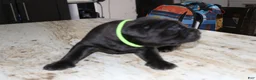 Cane Corso dogs for sale: Green - Ad 4
