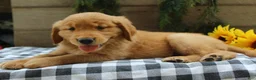 Golden Retriever dogs for sale: Trixie - Ad 3
