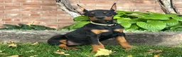 Doberman Pinscher dogs for sale: Bella - Ad 4