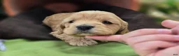 Cockapoo dogs for sale: Knotty - Ad 20