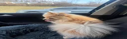 Pomeranian dogs for sale: Pomeranian Puppy 2 - Ad 7