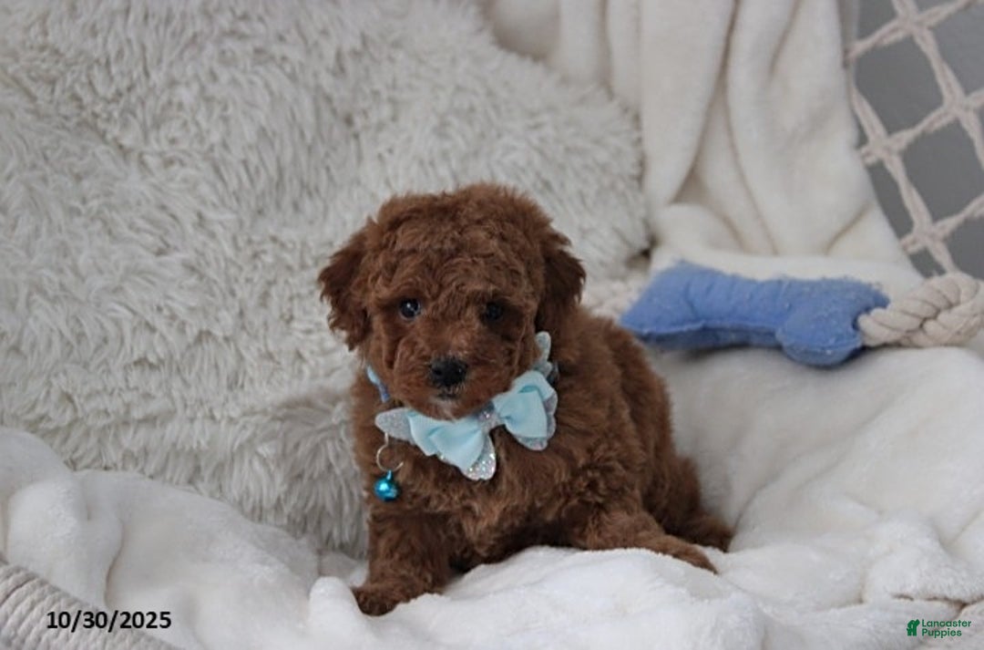 Toy Poodle dogs for sale: Patrick - Ad 13