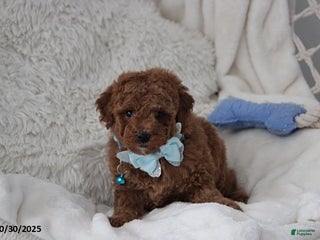 Toy Poodle dogs - Ad 28