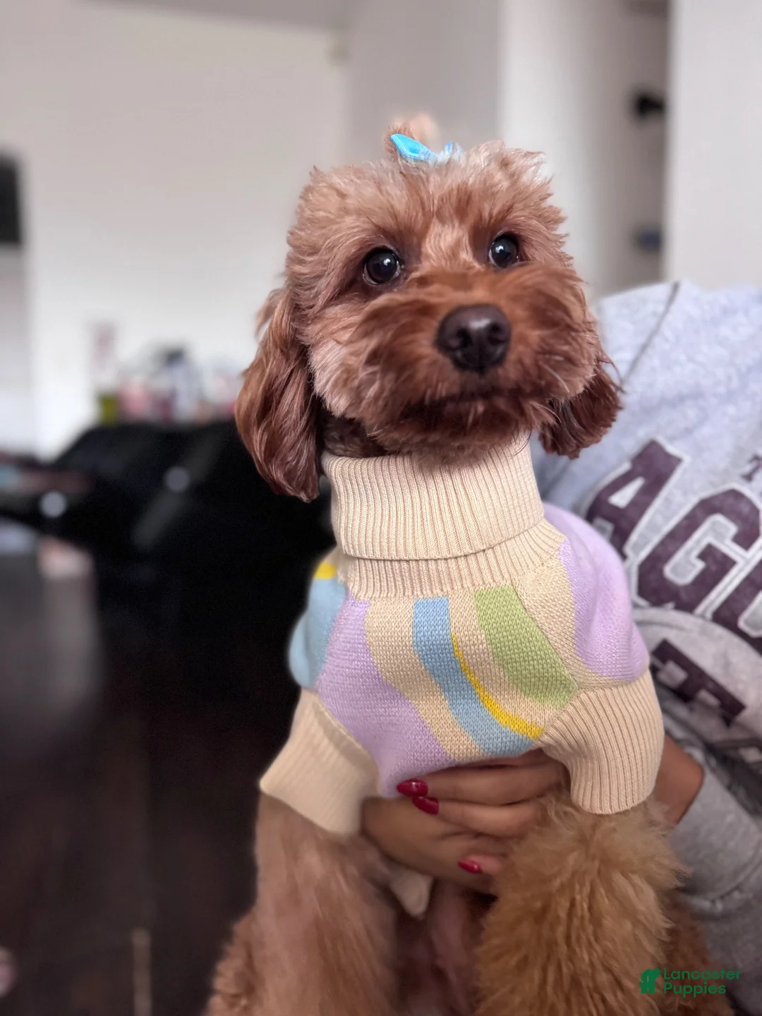 Mixed Breed dogs for sale: Mixed Breed 2 - Ad 2
