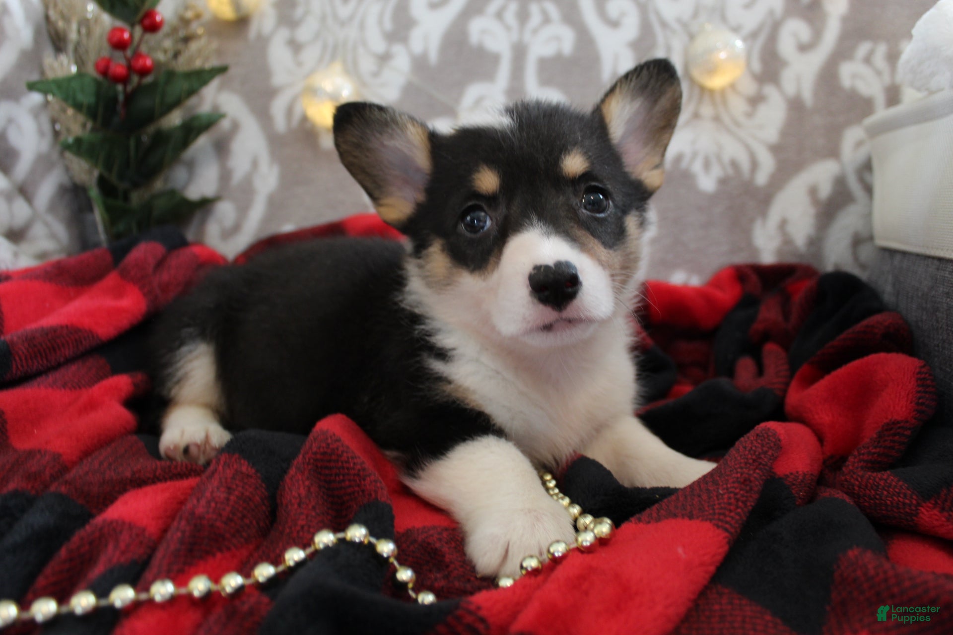 Welsh Corgi Pembroke dogs Holly - Ad 36