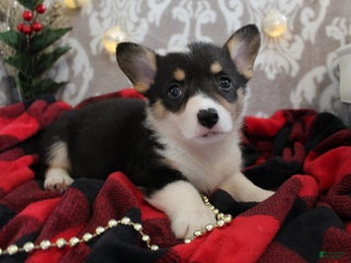 Welsh Corgi Pembroke dogs Holly - Ad 38