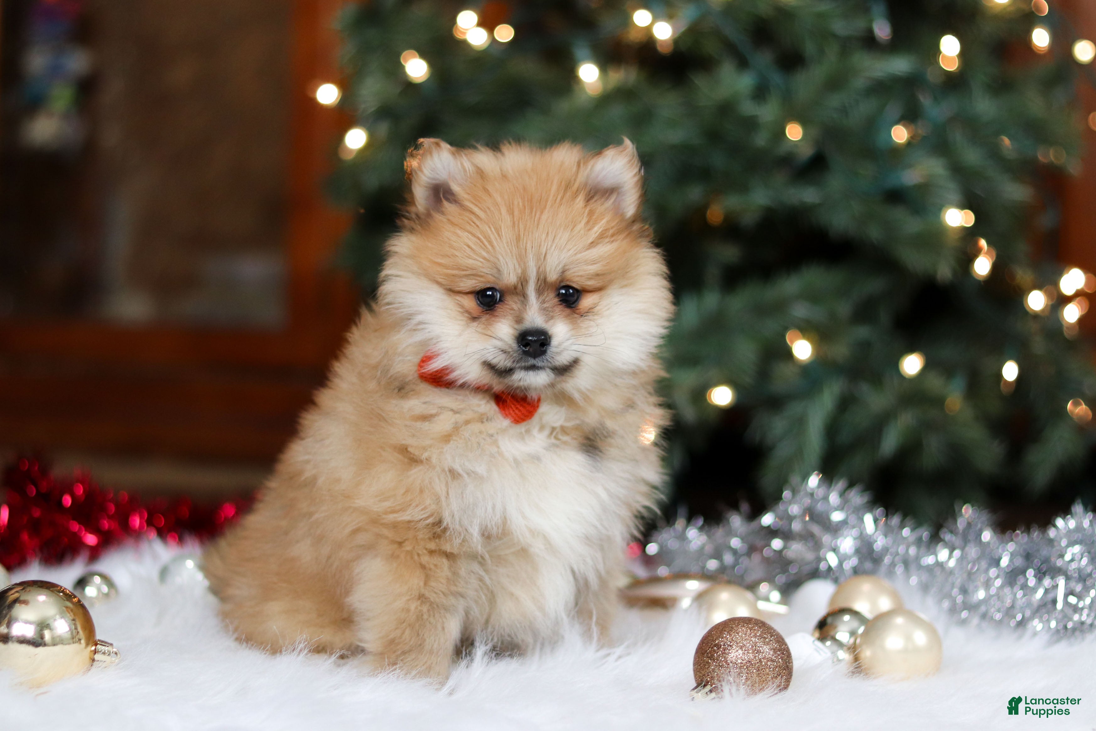 Pomeranian dogs Crew - Ad 2