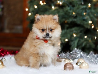 Pomeranian dogs Crew - Ad 2