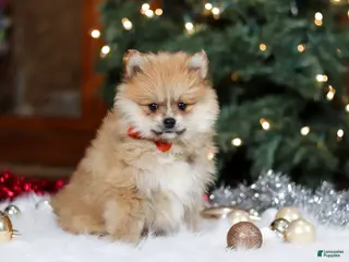 Pomeranian dogs Crew - Ad 38