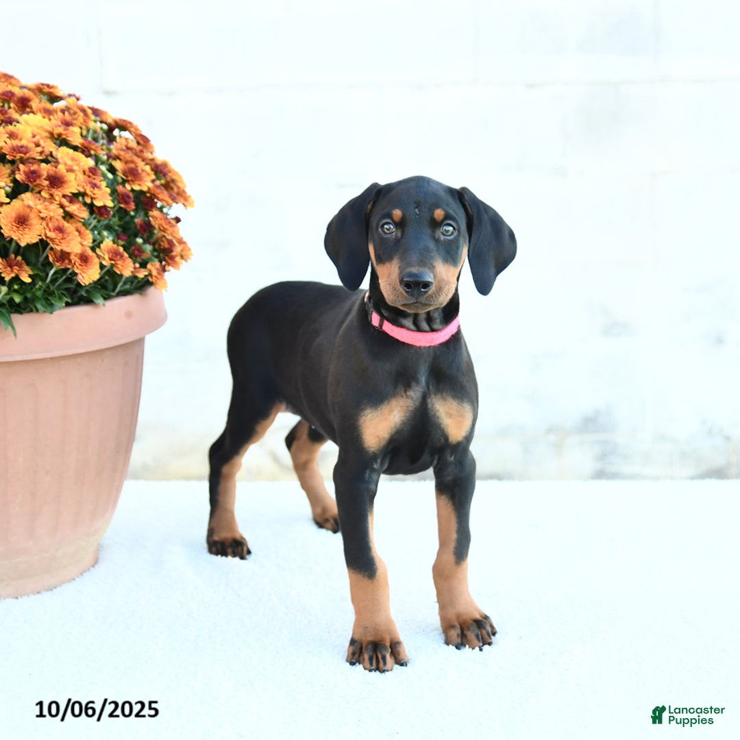 Doberman Pinscher dogs for sale: Flora   - Ad 11