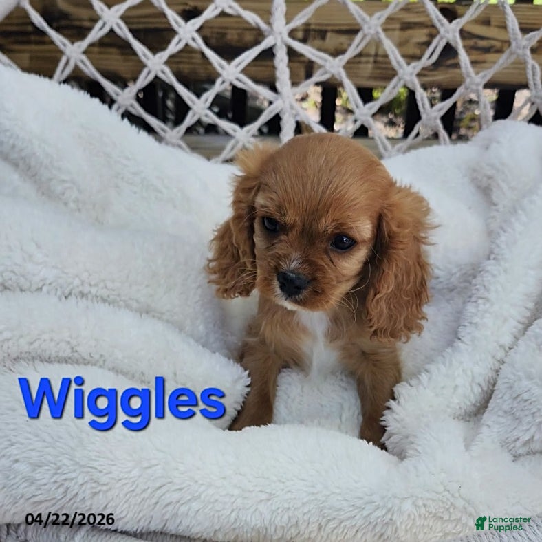Cavapoo dogs Wiggles - Ad 1