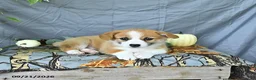 Welsh Corgi Pembroke dogs for sale: Asher - Ad 4
