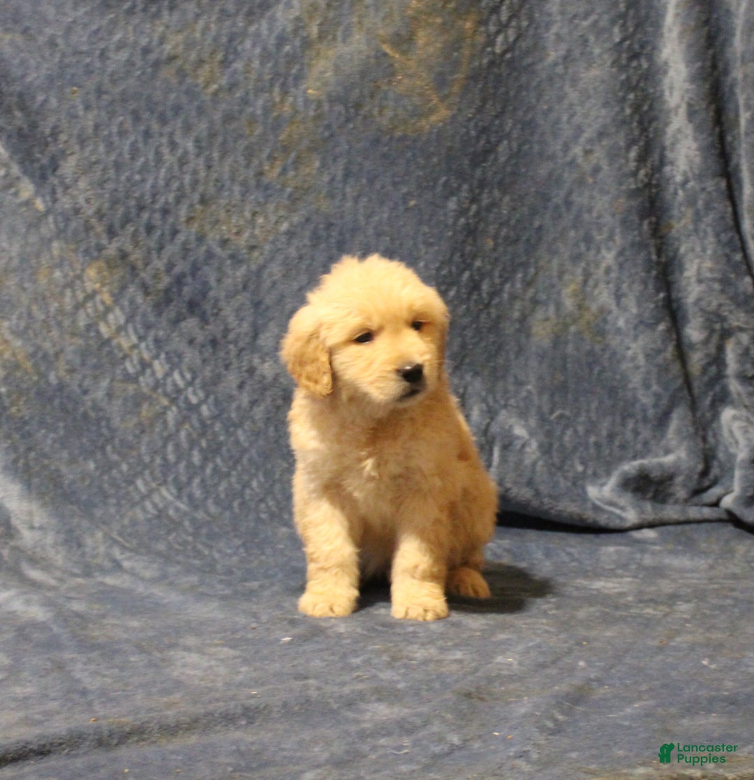 Golden Retriever dogs for sale: Carl - Ad 2