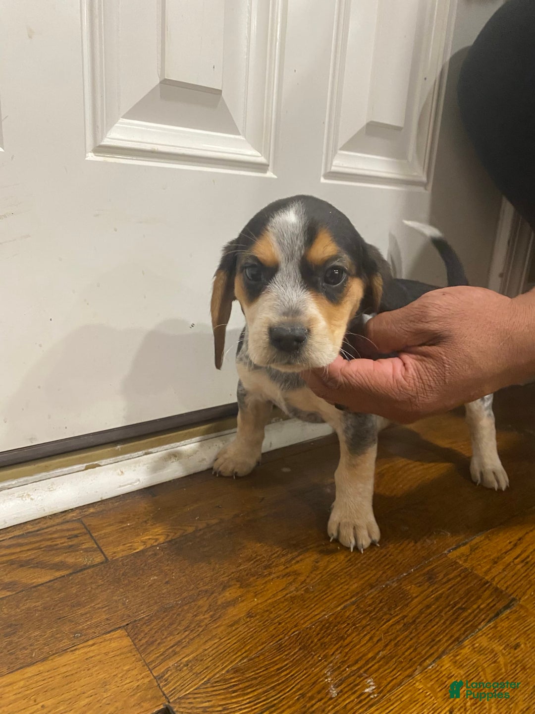 Gallery Image {{count}}