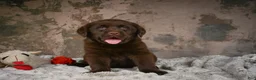 Labrador Retriever dogs for sale: Gunner - Ad 7