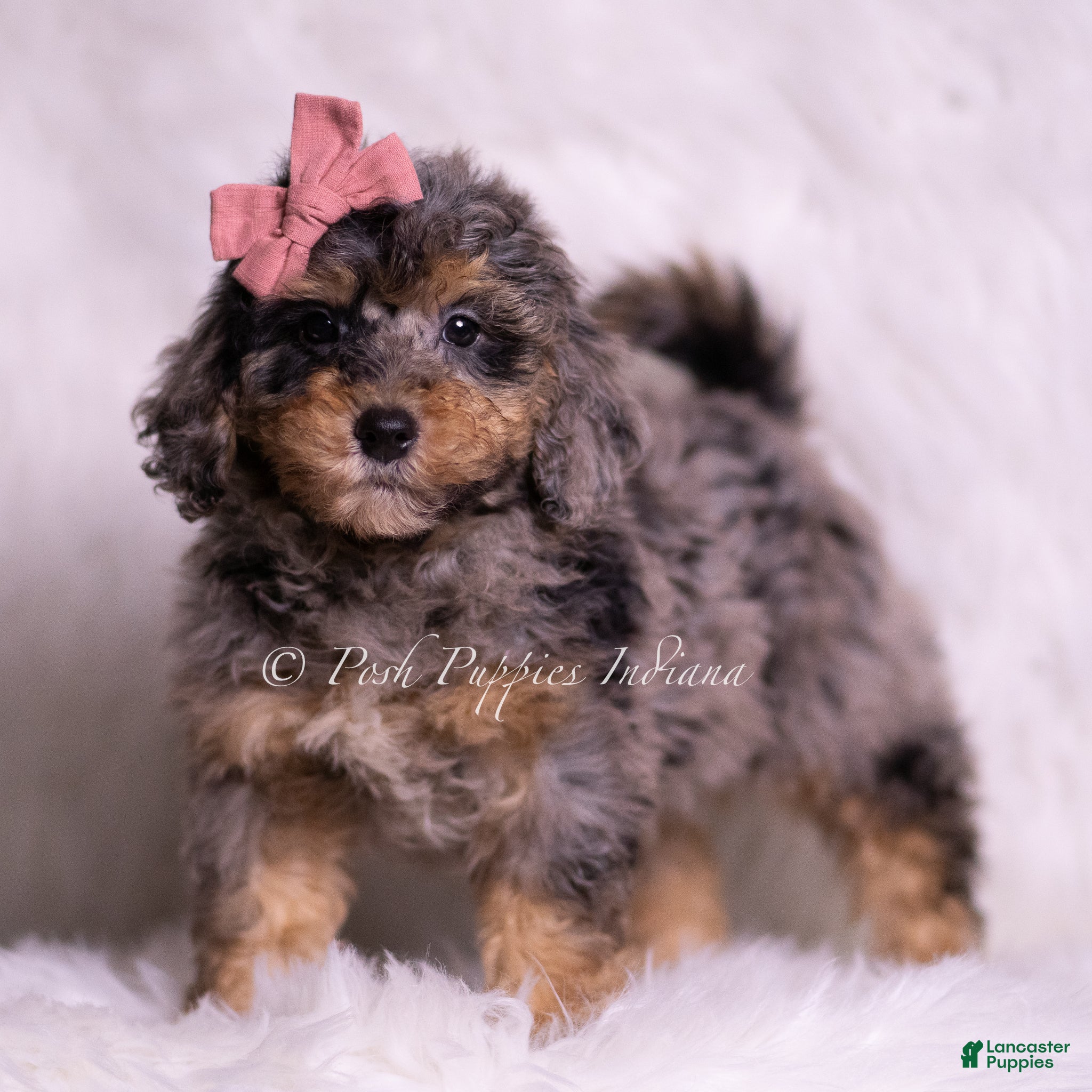 Mini Goldendoodle dogs Luca - Ad 5