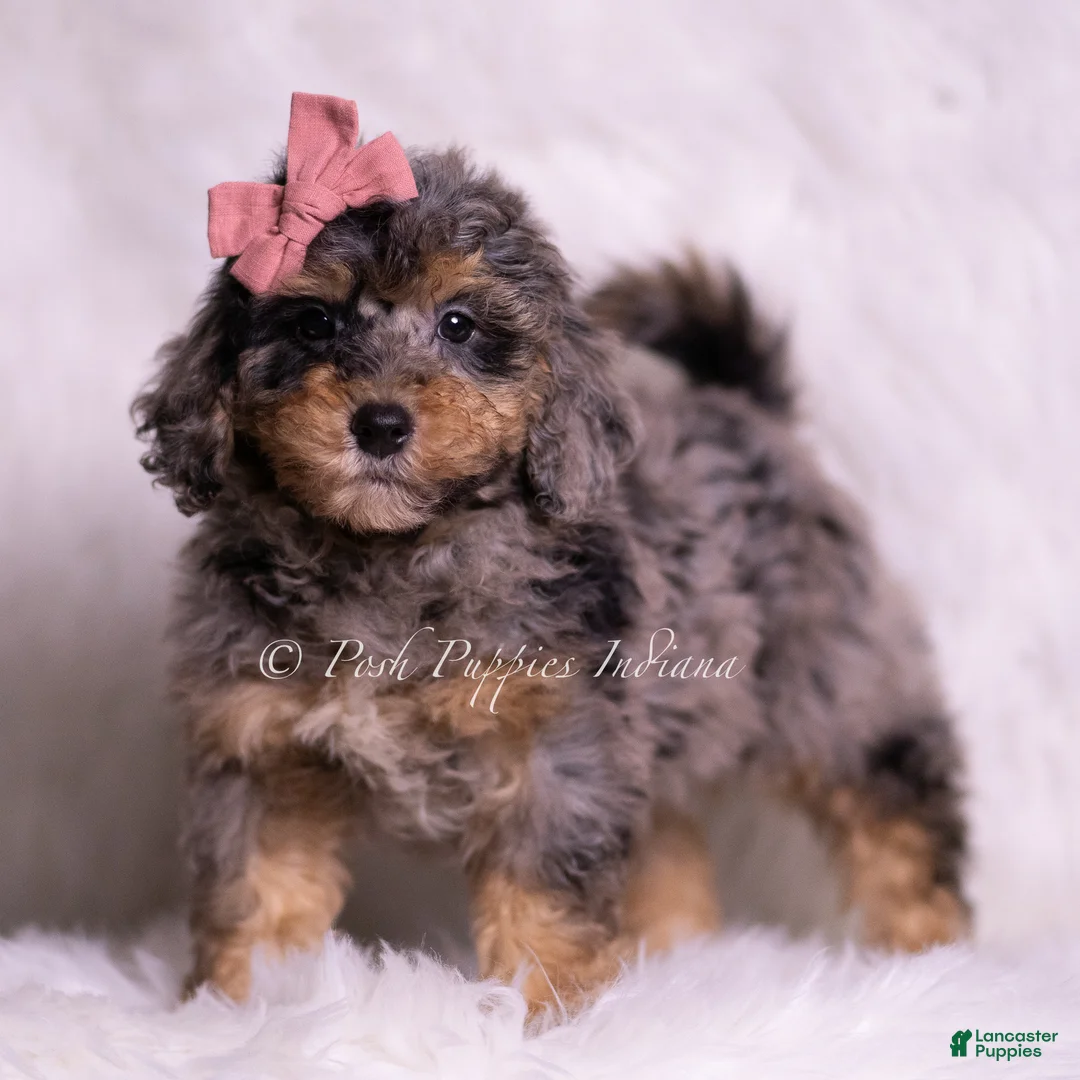 Mini Goldendoodle dogs for sale: Luca - Ad 1