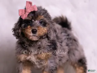 Mini Goldendoodle dogs Luca - Ad 5