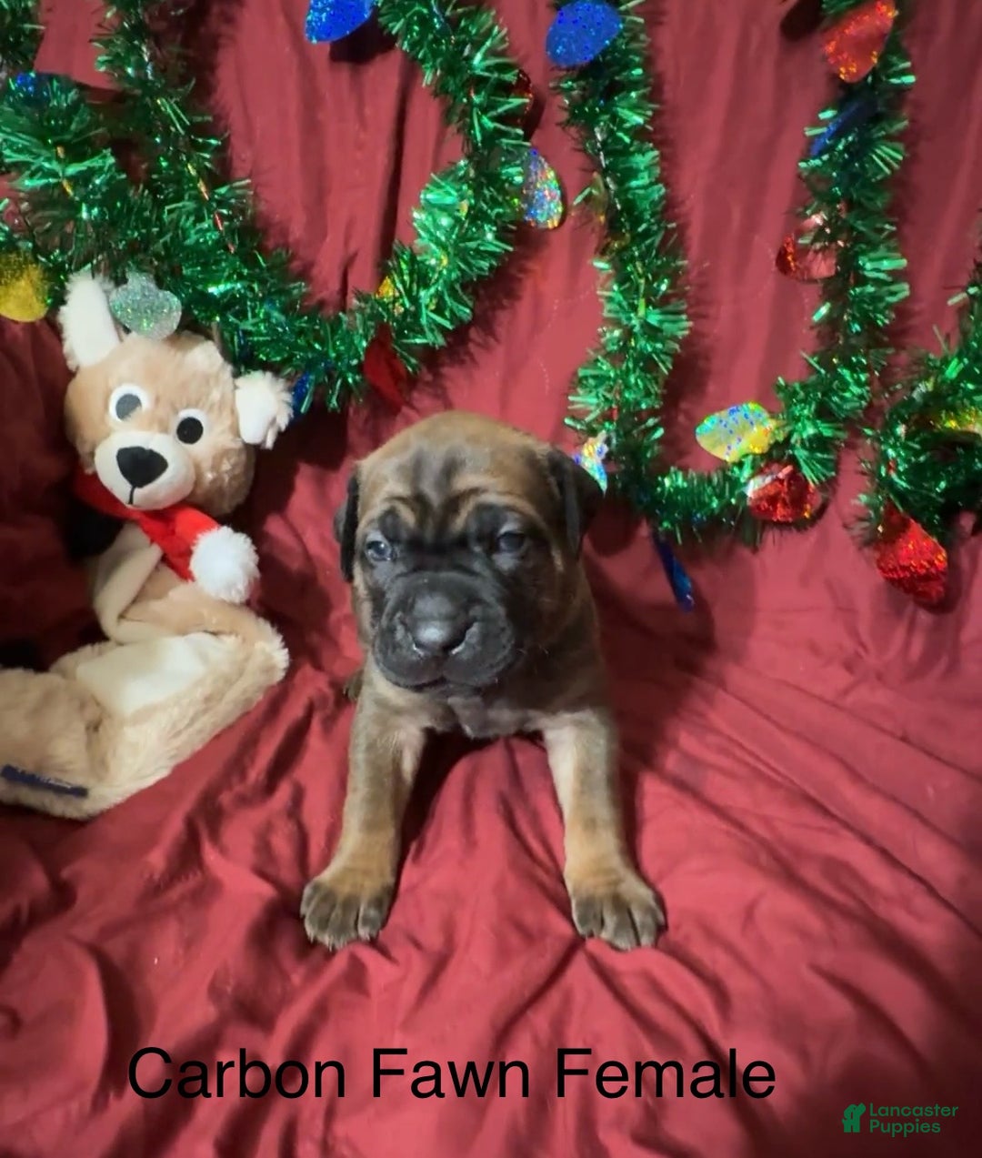 Cane Corso dogs for sale: Black - Ad 3