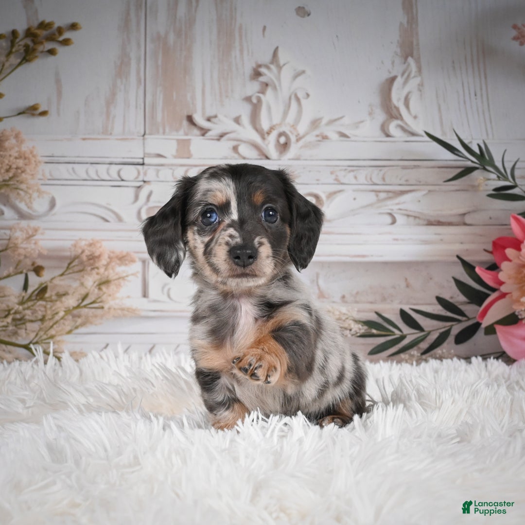 Miniature Dachshund dogs for sale: Precious-AKC - Ad 12