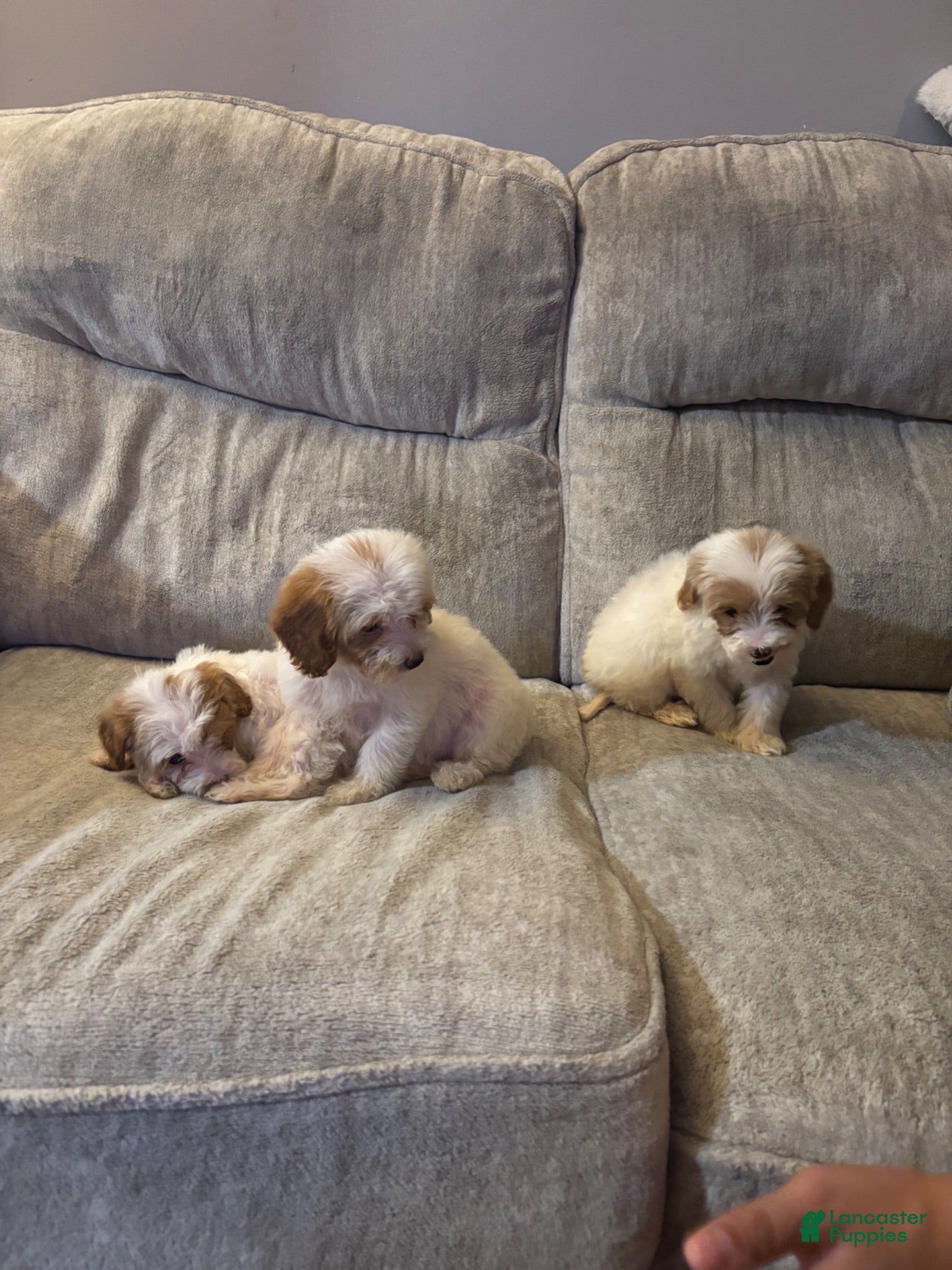 Mini Goldendoodle dogs Mini Goldendoodle 2 - Ad 2