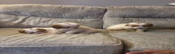Mini Goldendoodle dogs for sale: Mini Goldendoodle 2 - Ad 2