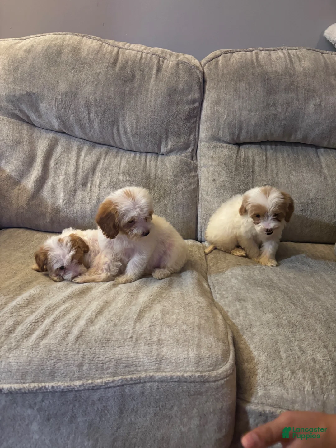 Mini Goldendoodle dogs for sale: Mini Goldendoodle 2 - Ad 2