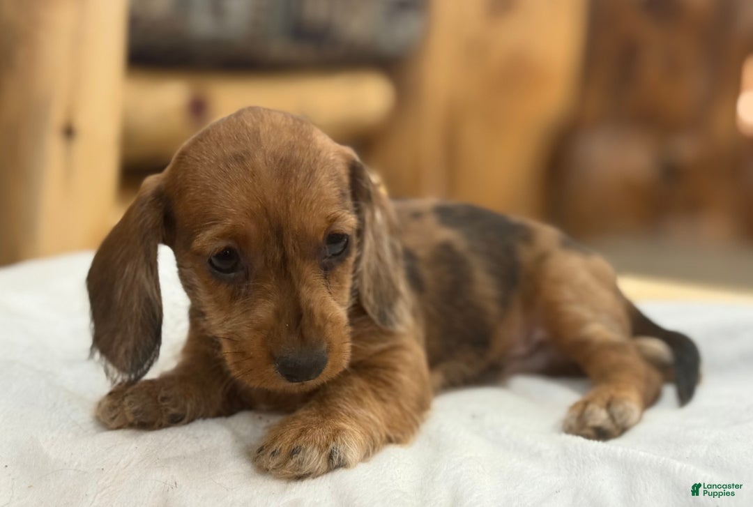 Miniature Dachshund dogs for sale: Pinto - Ad 9