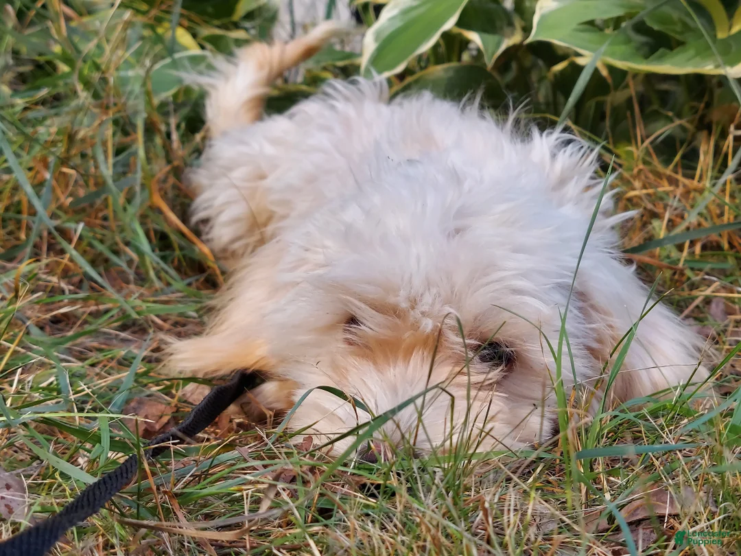 Maltipoo dogs for sale: Ophelia, great for apartments, MaltiPoo female, non-shedding - Ad 2