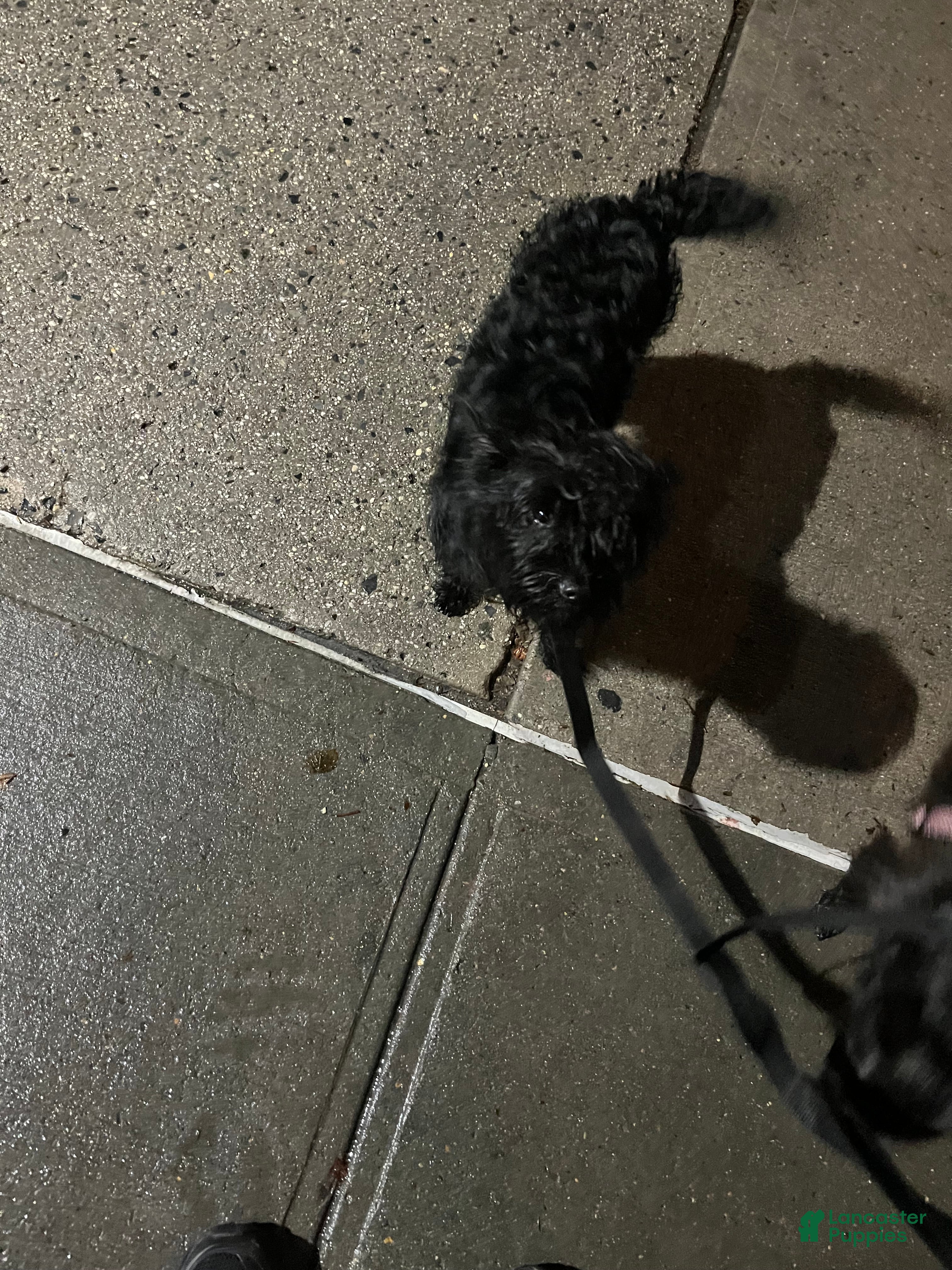 Chorkie dogs Prince - Ad 4