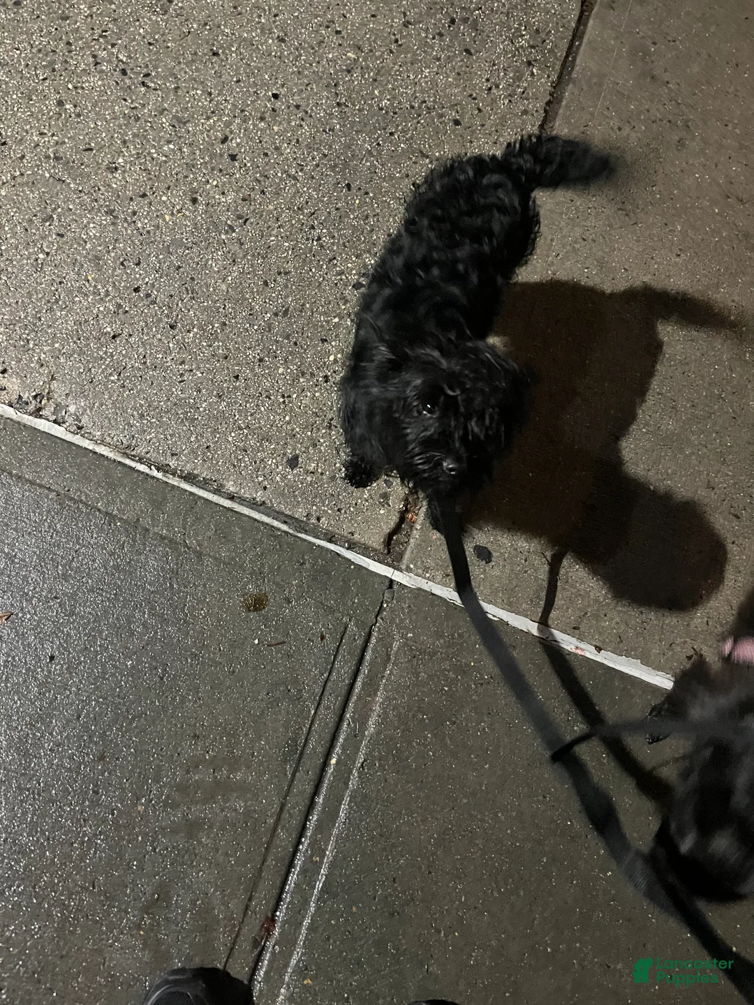Chorkie dogs for sale: Prince - Ad 1