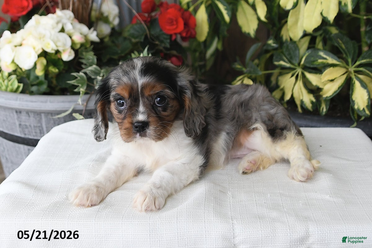 Cavalier King Charles Spaniel dogs Jenny - Ad 2