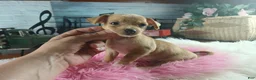 Chihuahua dogs for sale: Autumns fawn girl. Hand Delivery  - Ad 2