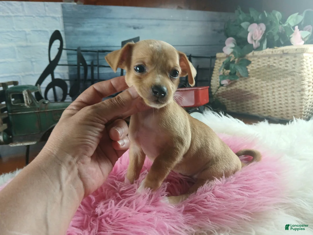 Chihuahua dogs for sale: Autumns fawn girl. Hand Delivery  - Ad 2