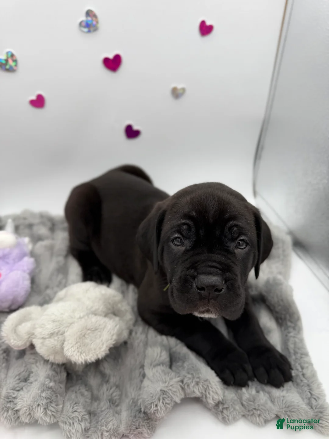 Cane Corso dogs for sale: Cane Corso Puppy 2 - Ad 1