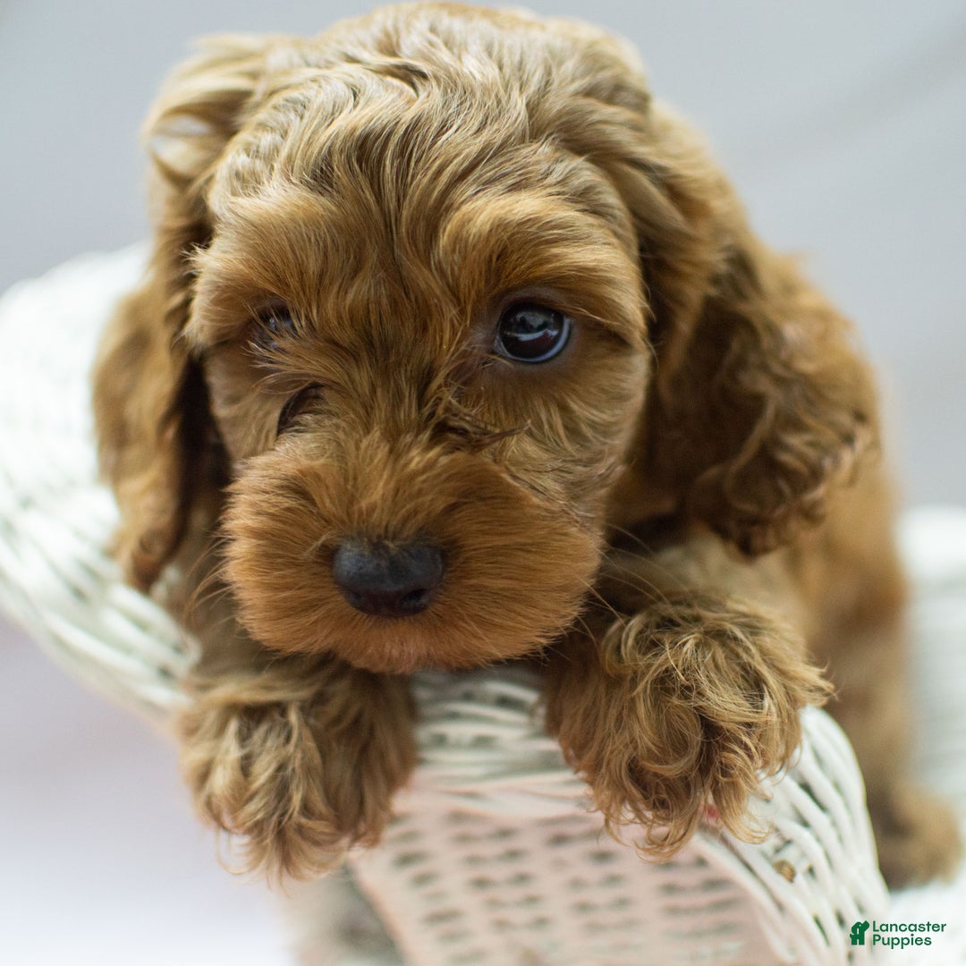 Cockapoo dogs for sale: Kane - Ad 2
